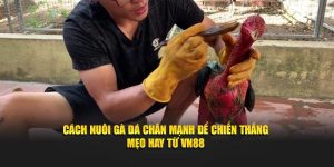 Cách Nuôi Gà Đá Chân Mạnh Để Chiến Thắng – Mẹo Hay Từ VN88