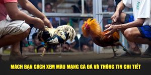 Mách Bạn Cách Xem Màu Mạng Gà Đá Và Thông Tin Chi Tiết