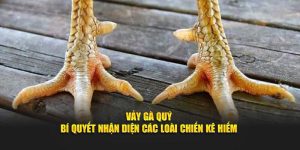 Vảy Gà Quý - Bí Quyết Nhận Diện Các Loài Chiến Kê Hiếm
