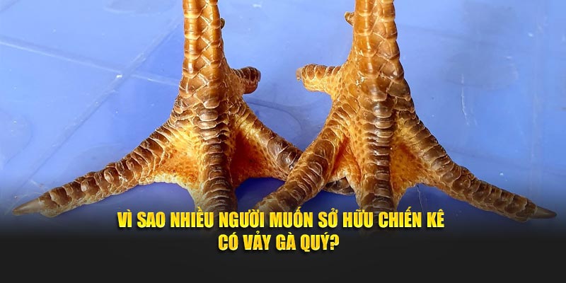 Vì sao nhiều người muốn sở hữu chiến kê có vảy gà quý? 